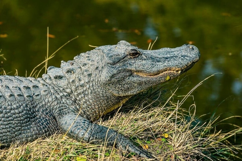 逃げ切った少女の足に刻まれた「ワニの痕跡」...映像が伝える恐怖（写真はイメージです）　Kyaw Tun-Unsplash