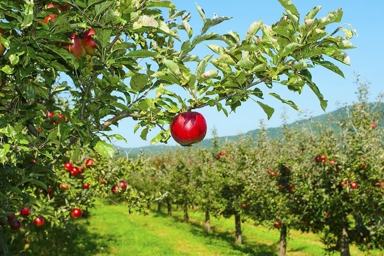 （写真はイメージです）　images72-Shutterstock