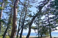 白砂青松の海岸林よりも雑木林が津波に強い？　横国大が東日本大震災前後の航空・衛星写真を分析