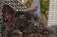 【動画】誰も振り向いてくれなかった17歳の保護猫...そして見つけた幸せ