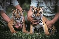 絶滅が迫るスマトラトラ、2頭の赤ちゃんがお披露目