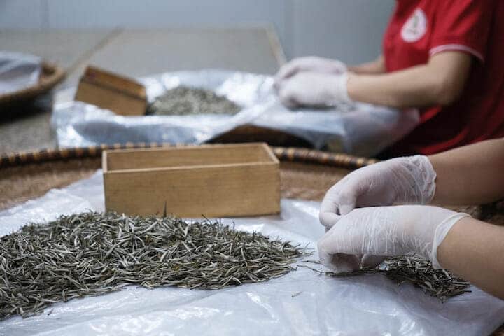 シャン・トゥエット茶を選別する作業