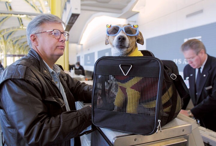 旅行するなら家族同然のペットも一緒に連れていきたい　Manny Ceneta／GETTY IMAGES