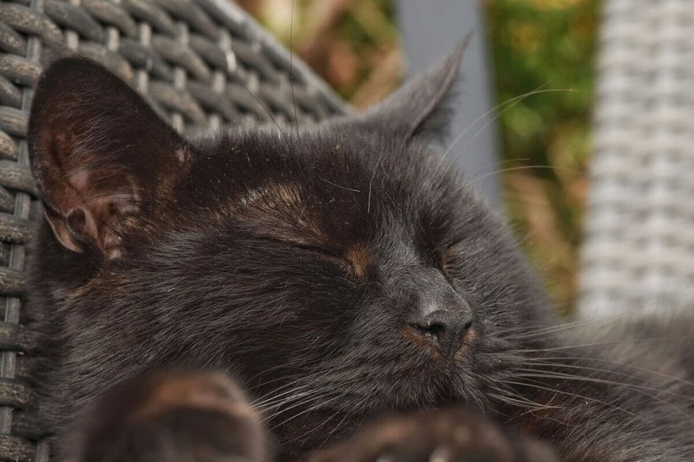 里親を募集しても誰も振り向いてくれない猫もいる（写真はイメージです）　Justin Manganr-Unsplash