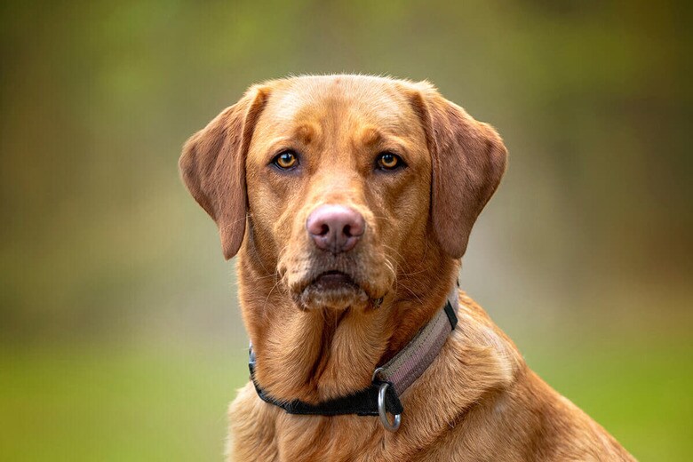 （写真はイメージです）　chrisukphoto-Shutterstock