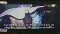 コロナ研究所流出説を裏付けるコウモリ動画
