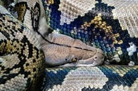 【動画】「動かぬ巨体の中に人が...」ジャングルで捕獲された巨大ヘビの腹から男性の遺体（2025年の衝撃記事10選）