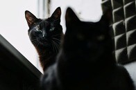 【動画】なりすまし？！ 行方不明だった猫が家に戻ったら...目の前の現実に衝撃