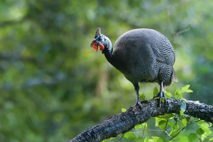 ホロホロチョウ