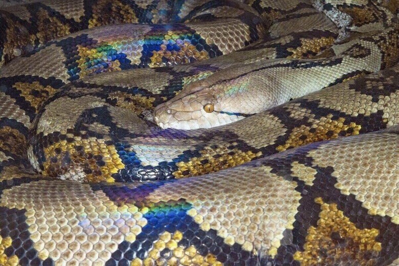 養鶏に出たまま戻らず...家族が捜索した先で発見された「ヘビに飲み込まれた男性」の結末（写真はイメージです）　David Clode-Unsplash