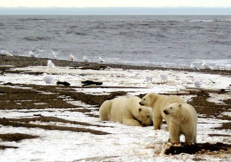 ２００５年１２月、米アラスカの北極圏国立野生生物保護区で撮影（２０２５年　米国魚類野生生物局/ロイター）