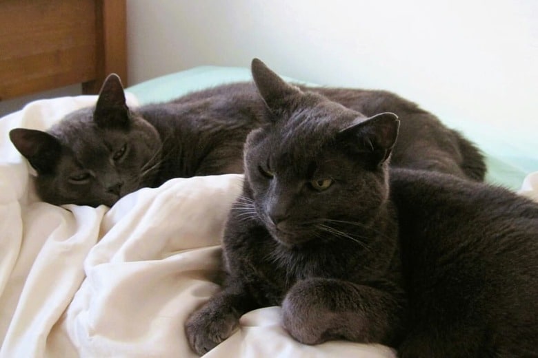 猫同士の関係は難しいこともある（写真はイメージです） Crystal Stone-Unsplash