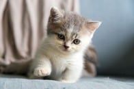 【写真】夢みたい...「永遠に小さいままの猫」は本当にいた