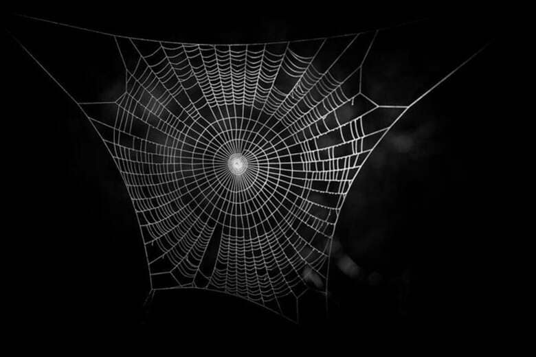 クモの巣自体は決して珍しいものではないが　nomad-photo.eu-shutterstock