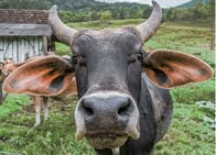 アマゾン火災は輸出牛肉のせい？　確かにブラジルの輸出量は...