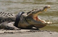 インドネシアで今度はワニ騒動　首都の海岸に出没、過去には犠牲者続出