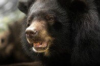 【写真】閲覧注意：嚙まれた腕を自らナイフで切り落とし...クマに襲われた男性、「クマを傷つけたくなかった」