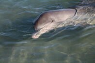 野生のイルカの抗生物質への耐性が著しく高まっていた......