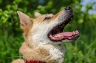 【動画】自分が犬ってわかってる？ 「ニャー」と鳴くミックス犬