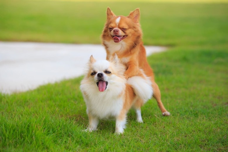 Chaisit Rattanachusri - shutterstock