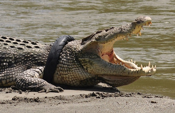 インドネシアではヘビ同様にワニもすぐそこにいる野生動物だ。写真は廃タイヤが首に巻き付いたままになったワニ。中部スラウェシ州パルで　Antara Foto/Mohamad Hamzah/via REUTERS