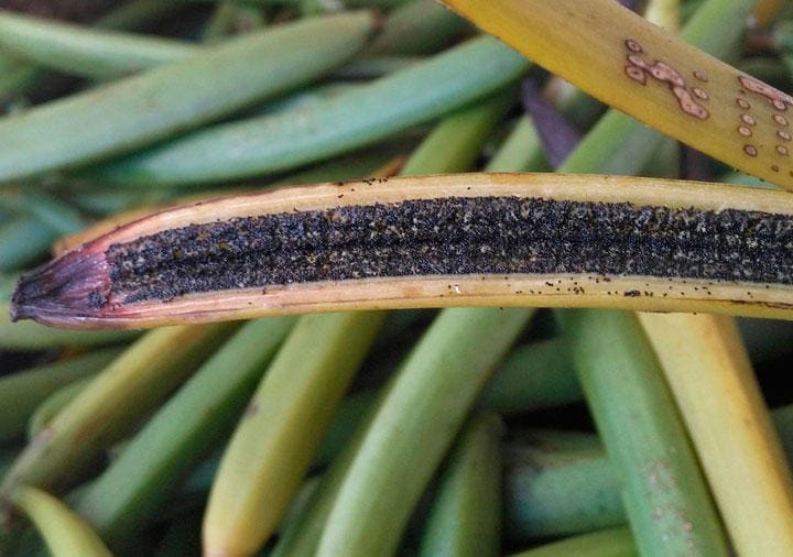 6月3日、1キロのバニラは、1キロの銀よりも高価だ。写真は収穫されたバニラのさや。マダガスカル・サバ地区の農園で2018年7月撮影（2019年　ロイター/Clarel Faniry Rasoanaivo）