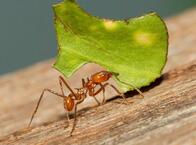 営農するアリ「ハキリアリ」、そのシャープな歯は金属製だった