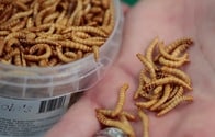 20年以内に、人々の主要なタンパク源は昆虫になる──食糧危機の解決策