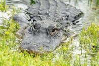 ワニに発砲しまくる生配信動画にネット騒然...「残酷」「逮捕すべき」とインフルエンサーに批判殺到