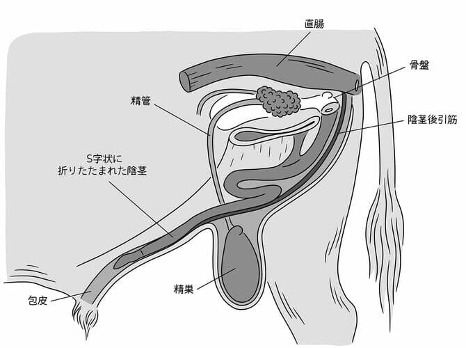 オスのヤギの生殖器