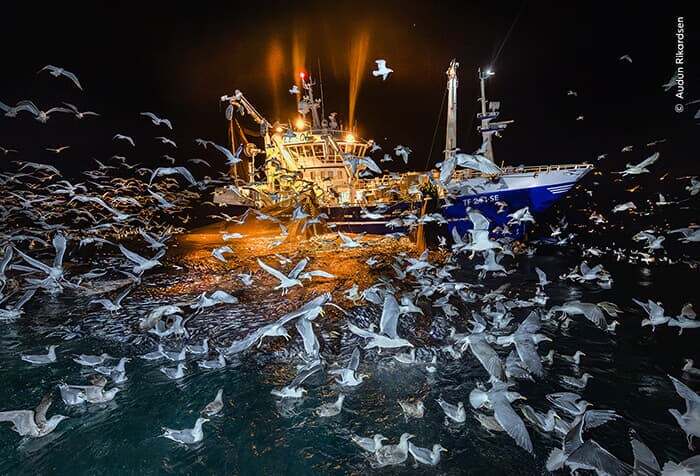 5ueAudun Rickardsen, courtesy Wildlife Photographer of the Year.jpg