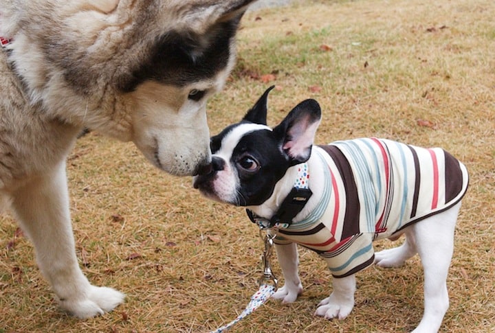 生後約3ヶ月の子犬と成犬。主な先進国では、社会化や健康管理の観点から、これよりも幼い8週齢（生後約２ヶ月）未満の子犬の販売を禁じている。イギリス（イングランド）は、それをさらに6ヶ月に引き上げる法律を導入する。撮影：内村コースケ