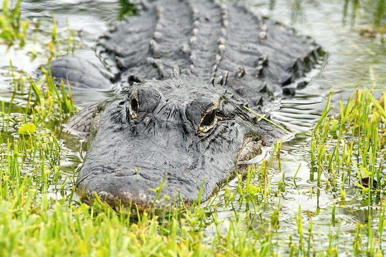 （写真はイメージです）　Angela N Perryman-Shutterstock