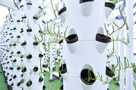 魚のフンで野菜が育つ？...「未来型農業」アクアポニックスとは何か、工場の排ガスも活用可能