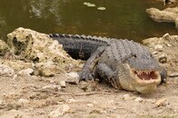 カヌーを転覆させ「デスロール」で女性を水中に引きずり込み殺したワニ、射殺される