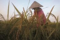 水田は温暖化ガスの深刻な排出源、削減のためAWD型のコメ作りを