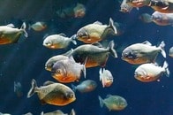 ピラニアの群れがワニに襲い掛かり、激しく食い荒らす...アマゾンで撮影された衝撃映像