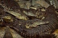 【動画】27歳女性がワニに襲われ水中へ...交際相手が飛び込んだ「現場の川」の映像が物語る恐怖