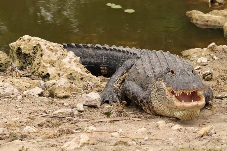 フロリダには多くのワニが生息している（写真はイメージ）　Michelle L. Alvarez-shutterstock