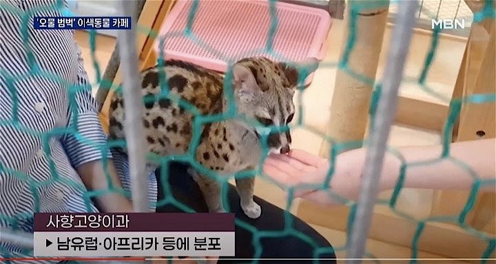 韓国の動物カフェにはコロナ感染対策で輸入禁止となったジャコウネコの姿が…… MBN News / YouTube