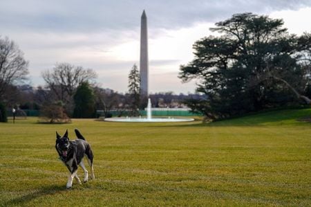 　バイデン米大統領の「ファーストドッグ」として新しい生活に慣れるためのトレーニングを受けていた「メイジャー」（写真）がホワイトハウスに戻った。ホワイトハウス提供（２０２１年　ロイター）