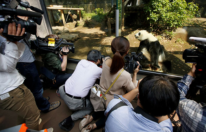出産前の上野動物園のパンダ（シンシン）を撮影する日本メディア　Issei Kato-REUTERS