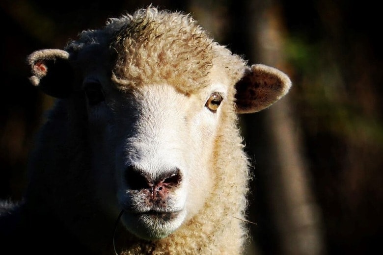 （写真はイメージです）　Jodine Waghorn-iStock