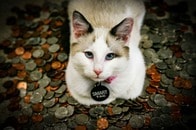 現金を盗んで蓄えていた犯人は...現場を押さえられた猫の反応に爆笑