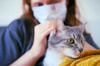 知らぬ間に進むペットのコロナ感染　感染者と同居の猫6割、犬4割が陽性