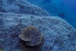 ネコも食べない食害魚は「おいしく」人間が食べる...対馬の海を「磯焼け」から救う、ある女性の戦い