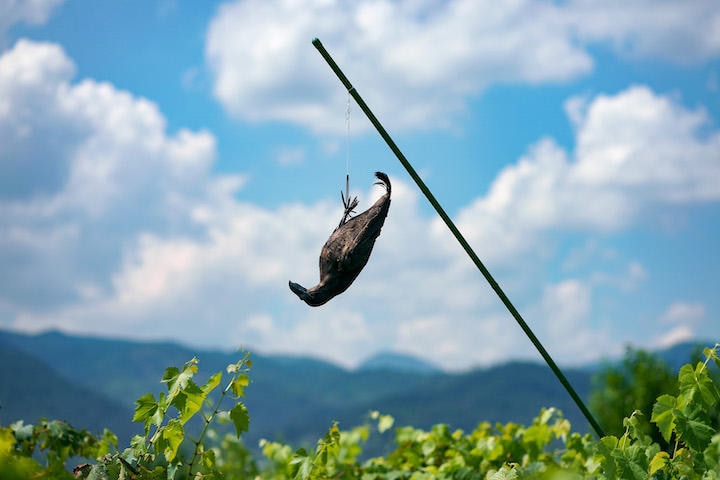 カラスの案山子もぐったり。真夏のぶどう畑にて＝山梨県山梨市　　撮影：内村コースケ