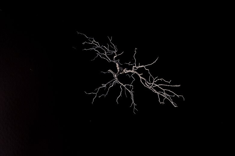 ワイミリ・アトロアリ先住民保護区内にある水力発電ダムによって水没した地域で、水面から突き出た枯れ木。保護区を貫く道路が建設され、ダムによって森林の一部が水没し、鉱山開発で村を流れる川が汚染された