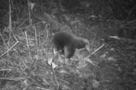 【動画】すでに絶滅したと思われていた珍獣「エキドナ」の仲間が、初めて生きている姿を撮影される