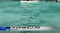 【動画】にぎやかなフロリダのビーチで堂々と海水浴するクマ